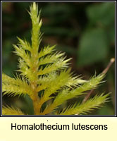 Homalothecium lutescens, Yellow Feather-moss