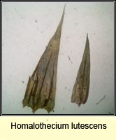 Homalothecium lutescens, Yellow Feather-moss