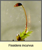 Fissidens incurvus, Short-leaved Pocket-moss