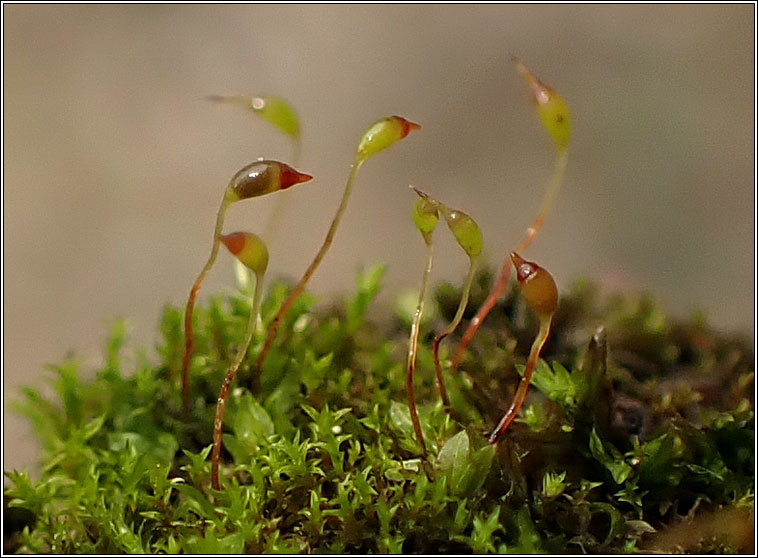 Fissidens incurvus, Short-leaved Pocket-moss