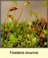 Fissidens incurvus, Short-leaved Pocket-moss