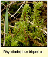 Rhytidiadelphus triquetrus, Big Shaggy-moss