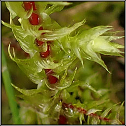 Rhytidiadelphus triquetrus, Big Shaggy-moss