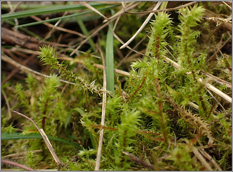 Rhytidiadelphus triquetrus, Big Shaggy-moss