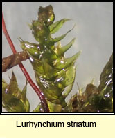 Eurhynchium striatum, Common Striated Feather-moss