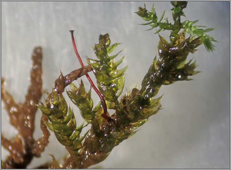 Eurhynchium striatum, Common Striated Feather-moss