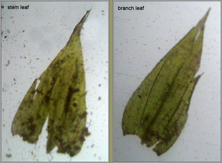 Eurhynchium striatum, Common Striated Feather-moss