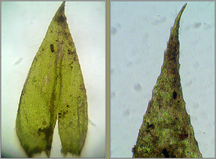 Eurhynchium striatum, Common Striated Feather-moss