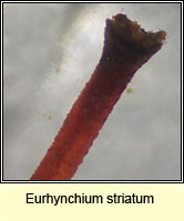 Eurhynchium striatum, Common Striated Feather-moss