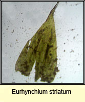 Eurhynchium striatum, Common Striated Feather-moss