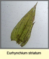 Eurhynchium striatum, Common Striated Feather-moss