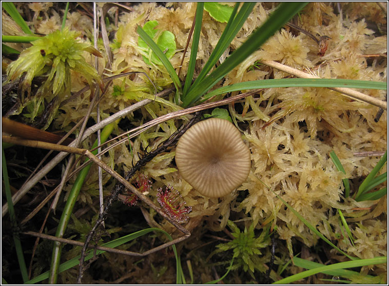 Sphagnum