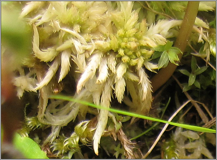 Sphagnum