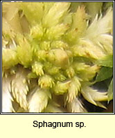 Sphagnum sp