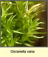 Dicranella varia, Variable Forklet-moss