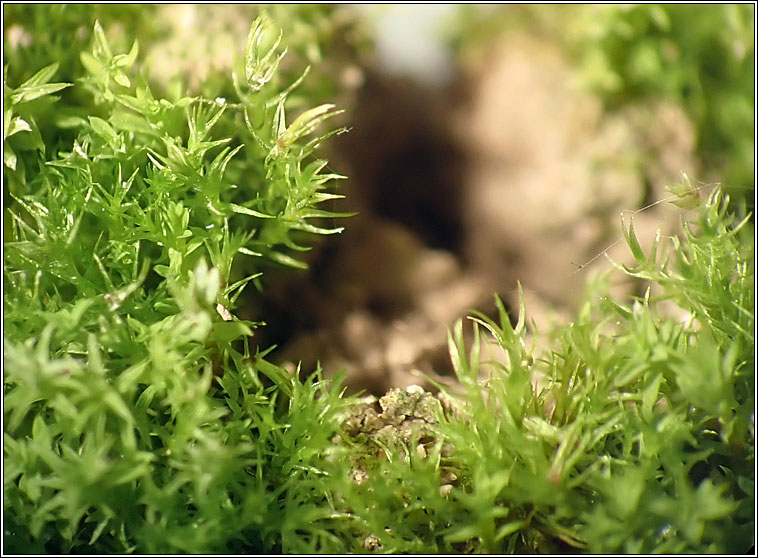 Dicranella varia, Variable Forklet-moss