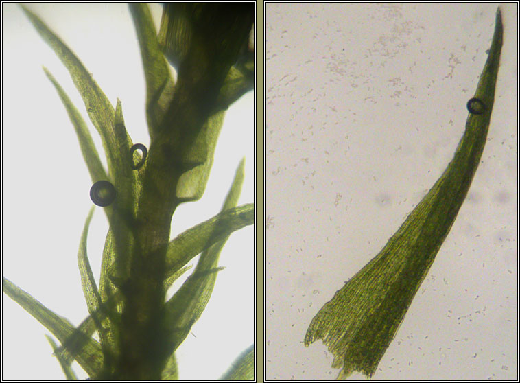 Dicranella varia, Variable Forklet-moss