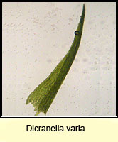 Dicranella varia, Variable Forklet-moss