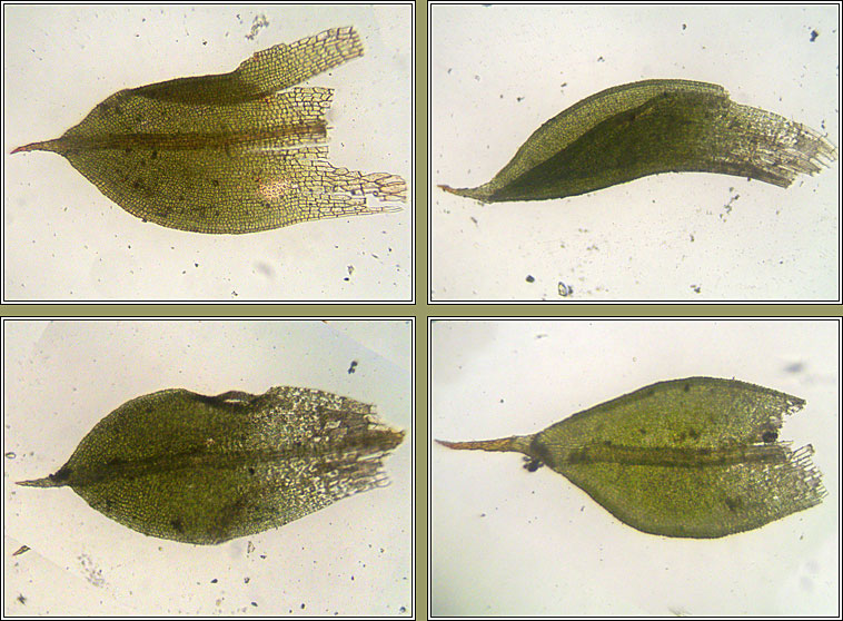 Tortula lanceola Q, Lance-leaved Pottia