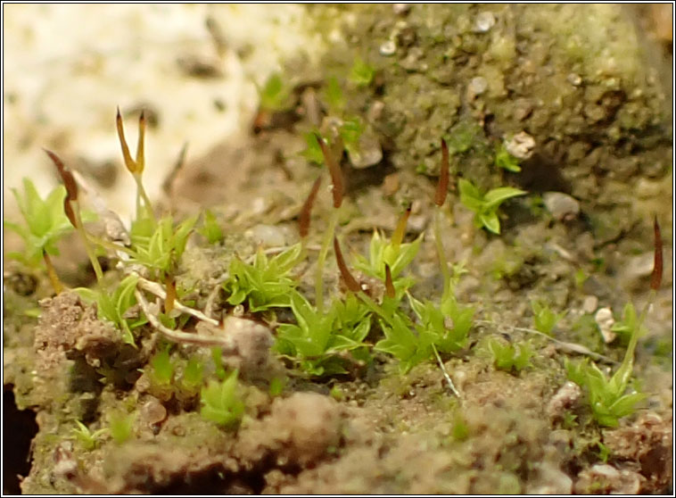 Tortula lanceola Q, Lance-leaved Pottia