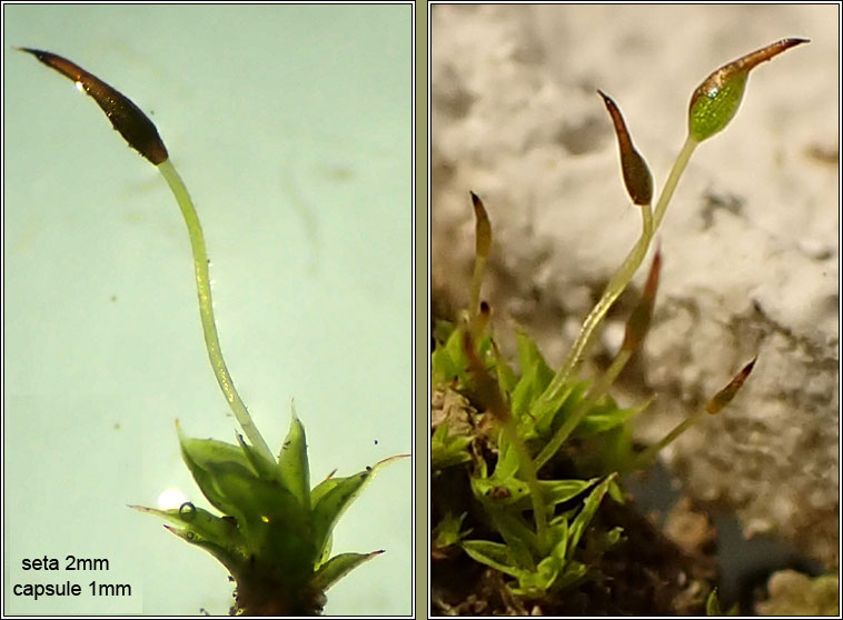 Tortula lanceola Q, Lance-leaved Pottia