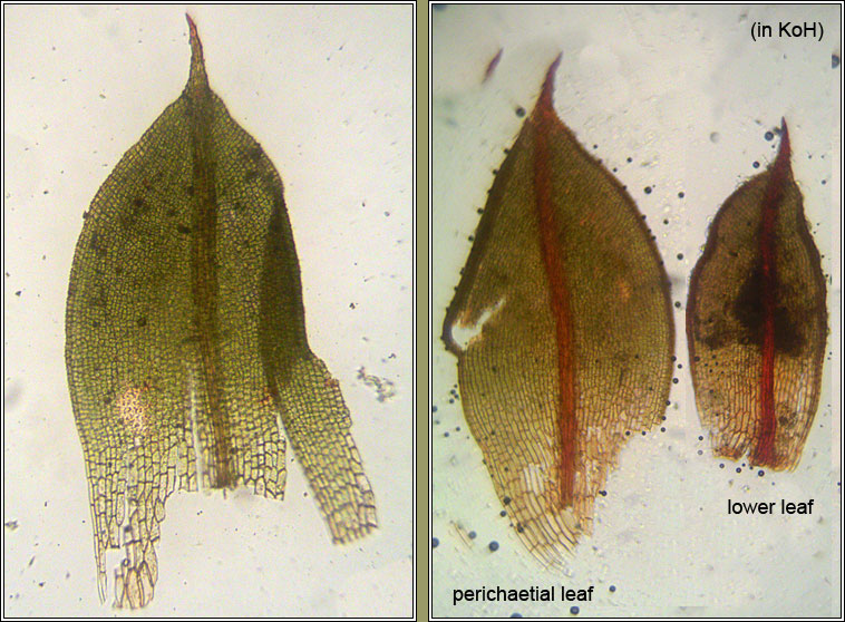 Tortula lanceola Q, Lance-leaved Pottia