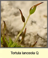 Tortula lanceola Q, Lance-leaved Pottia