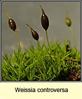 Weissia controversa, Green-tufted Stubble-moss