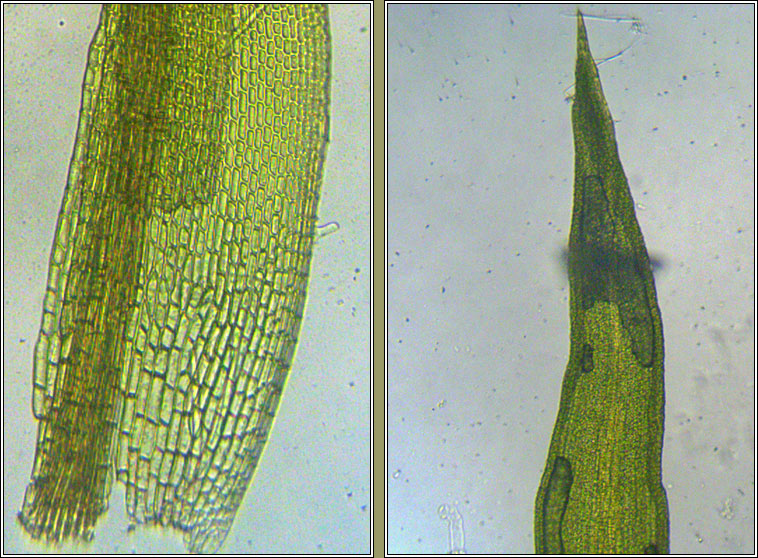 Weissia controversa, Green-tufted Stubble-moss