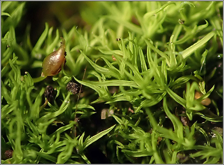 Weissia controversa, Green-tufted Stubble-moss