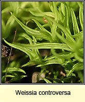 Weissia controversa, Green-tufted Stubble-moss