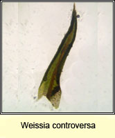 Weissia controversa, Green-tufted Stubble-moss