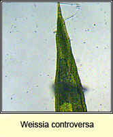 Weissia controversa, Green-tufted Stubble-moss