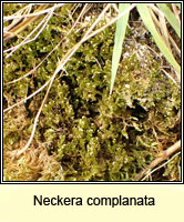 Neckera complanata, Flat Neckera