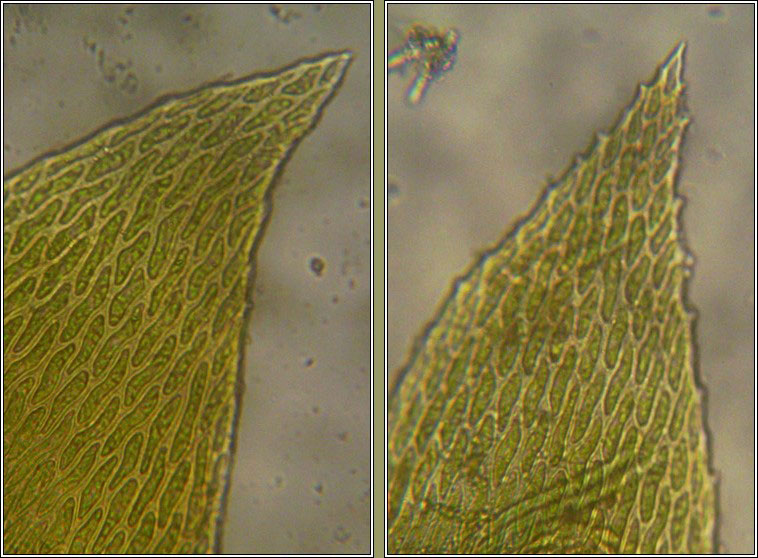 Neckera complanata, Flat Neckera