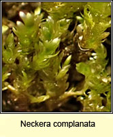 Neckera complanata, Flat Neckera