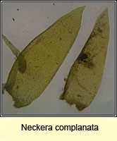 Neckera complanata, Flat Neckera