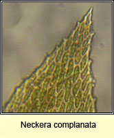 Neckera complanata, Flat Neckera