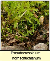 Pseudocrossidium hornschuchianum, Hornschuch's Beard-moss