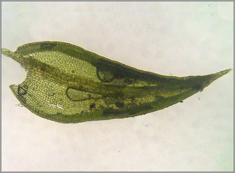 Pseudocrossidium hornschuchianum, Hornschuch's Beard-moss