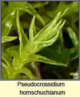 Pseudocrossidium hornschuchianum, Hornschuch's Beard-moss