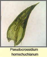 Pseudocrossidium hornschuchianum, Hornschuch's Beard-moss