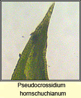 Pseudocrossidium hornschuchianum, Hornschuch's Beard-moss