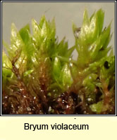 Bryum violaceum, Pill Bryum