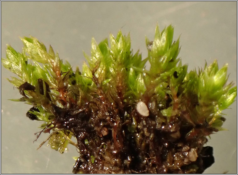 Bryum violaceum, Pill Bryum