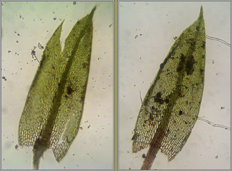 Bryum violaceum, Pill Bryum