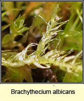 Brachythecium albicans, Whitish Feather-moss