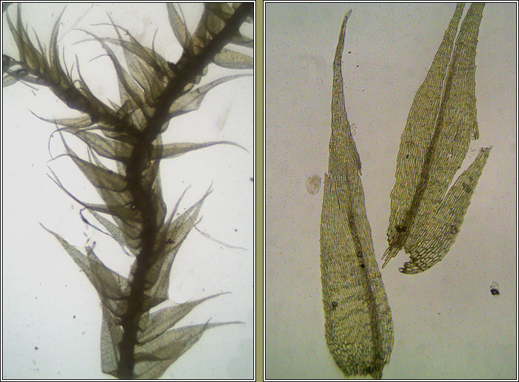 Brachythecium albicans, Whitish Feather-moss