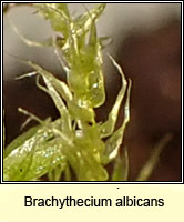Brachythecium albicans, Whitish Feather-moss