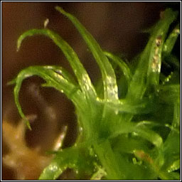 Orthodontium lineare, Cape Thread-moss